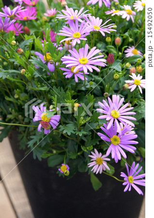 ブラキカム（姫小菊） 15492050