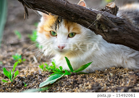 street cat 15492061