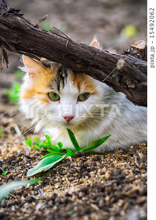 street cat 15492062