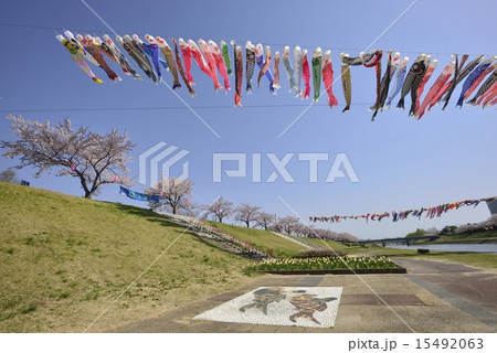 釈迦堂川の鯉のぼりと桜並木１ 15492063