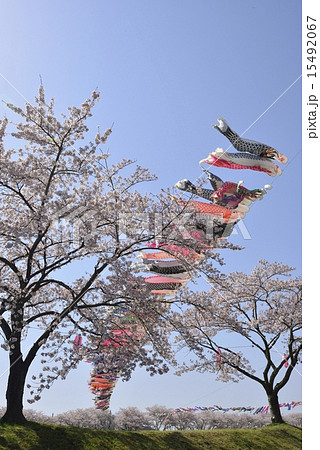 釈迦堂川の鯉のぼりと桜並木５ 15492067