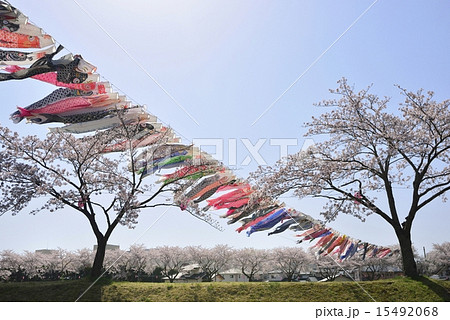 釈迦堂川の鯉のぼりと桜並木6 釈迦堂川の鯉のぼりと桜並木6 15492068