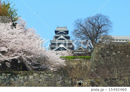 春の熊本城 春の熊本城 15492460