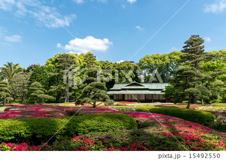 皇居東御苑クルメツツジと諏訪の茶屋 皇居東御苑クルメツツジと諏訪の茶屋 15492550