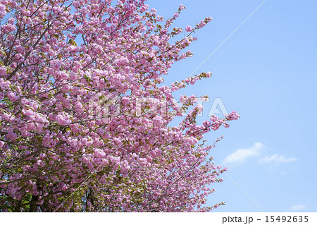 ボタン桜　桜 15492635