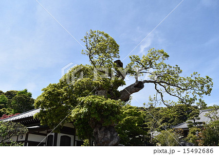 長谷寺2 15492686