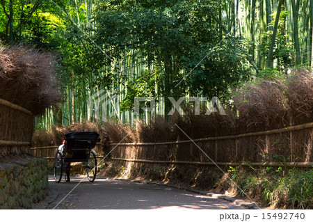新緑の竹林の道 15492740