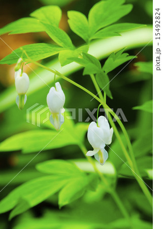 華鬘草 15492824