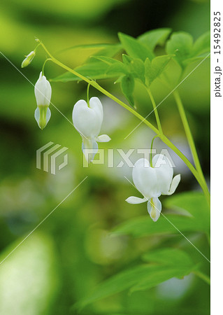 華鬘草 15492825