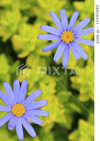 ブルーデージー 15492880