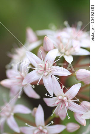 金のなる木 15492881