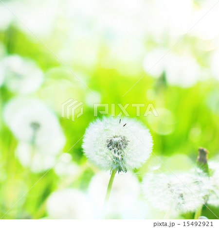 Close up of Dandelion on Summer Background Close up of Dandelion on Summer Background 15492921