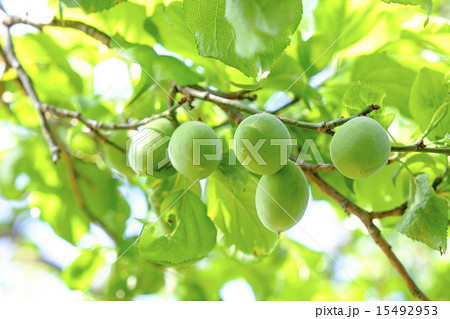 梅の実　青梅  15492953