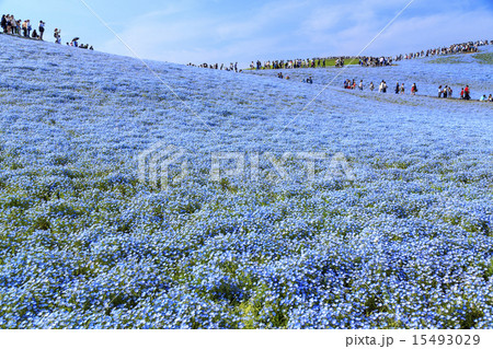 ネモフィラの丘 ネモフィラの丘 15493029