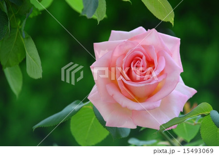 ピンクの薔薇の花 15493069
