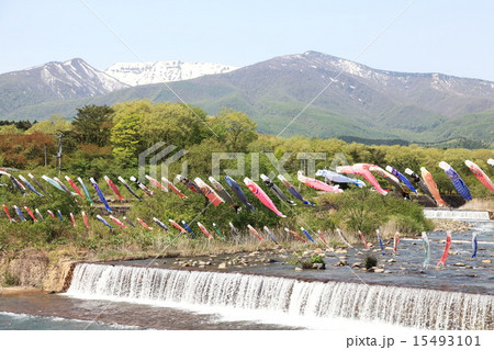 遠刈田温泉のこいのぼり 15493101