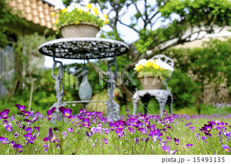 パンジー 三色スミレ パンジー 三色スミレ 15493135