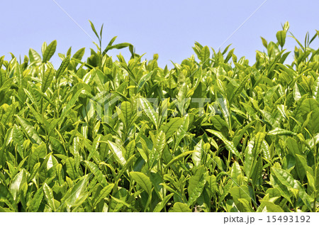 茶畑 茶畑 15493192