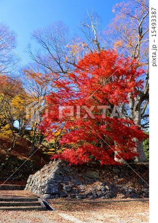 秋の亀ヶ城公園 15493387