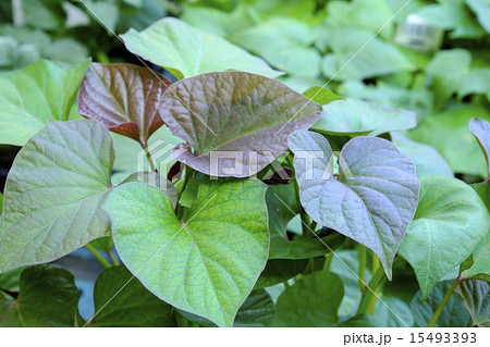 サツマイモの葉の写真素材
