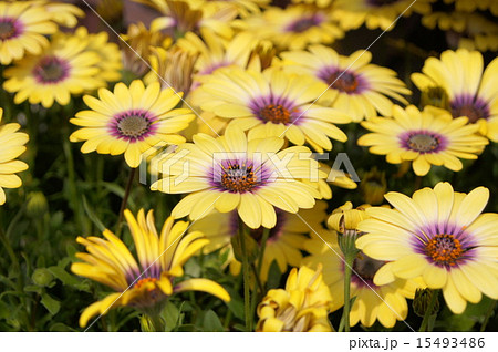 オステオスペルマム(ブルーアイビューティー) オステオスペルマム(ブルーアイビューティー) 15493486