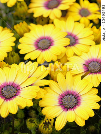 オステオスペルマム(ブルーアイビューティー) オステオスペルマム(ブルーアイビューティー) 15493493