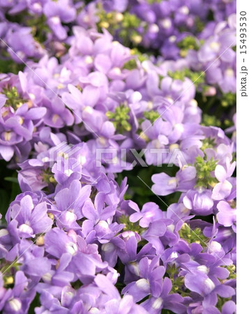 薄紫のネメシア 15493530