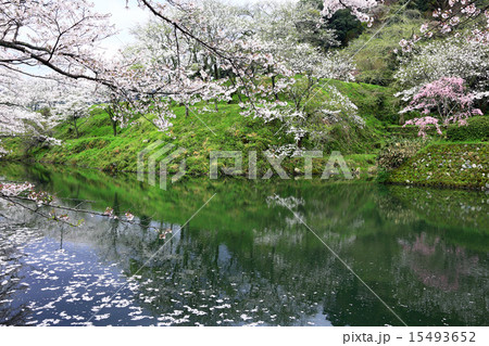 鹿野城跡の桜01 15493652