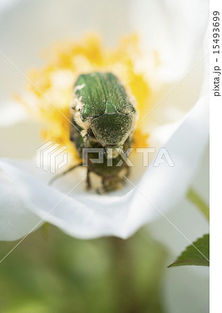 白い薔薇とコガネムシ 縦 白い薔薇とコガネムシ 縦 15493699