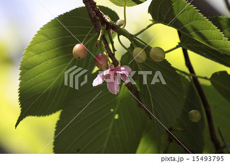 狂い咲き 15493795