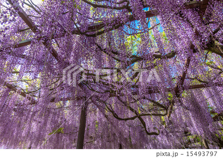 〈鳥取県〉藤の花　藤寺　住雲寺 15493797