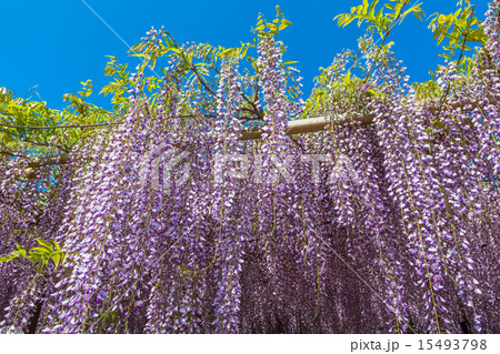 〈鳥取県〉藤の花　藤寺　住雲寺 15493798
