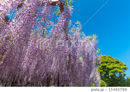 藤の花 藤寺 住雲寺 藤の花 藤寺 住雲寺 15493799