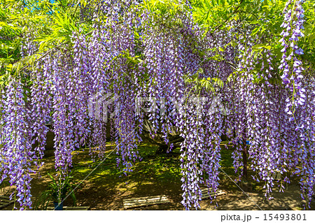 〈鳥取県〉藤の花　藤寺　住雲寺 15493801