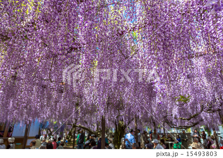 〈鳥取県〉藤の花　藤寺　住雲寺 15493803