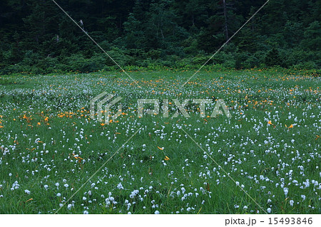 八幡平　大場谷地のニッコウキスゲ、ワタスゲ 15493846