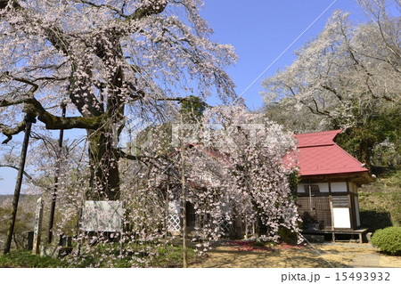 護真寺の桜 15493932