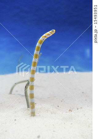 チンアナゴ チンアナゴ 15493951