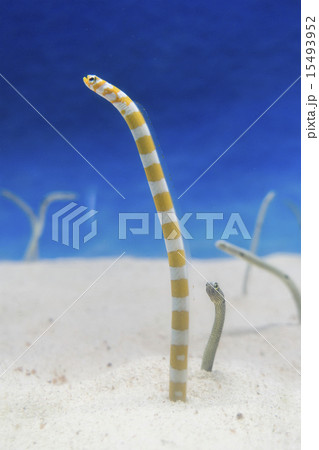 チンアナゴ 15493952