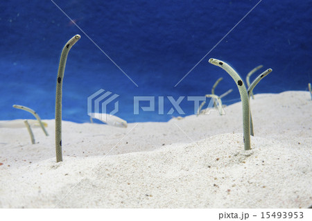 チンアナゴ 15493953