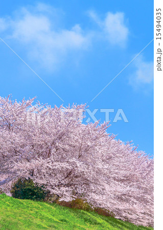満開の桜 15494035
