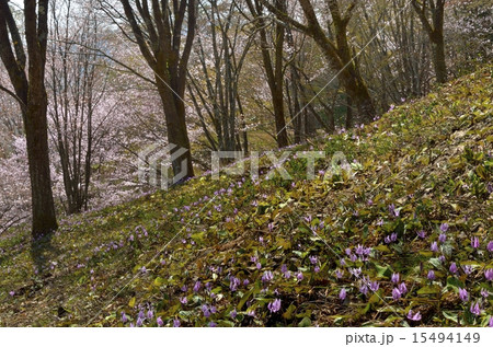 三島町のカタクリと山桜３ 15494149