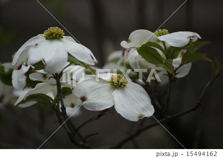 ハナミズキ ハナミズキ 15494162