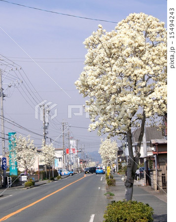 浜松市北区モクレン通り 浜松市北区モクレン通り 15494243