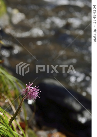 水辺のショウジョウバカマ３ 15494304