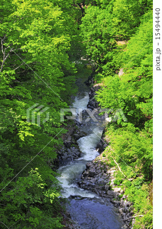 夏の中津川渓谷 15494440