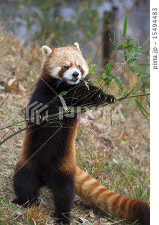 レッサーパンダ 15494483