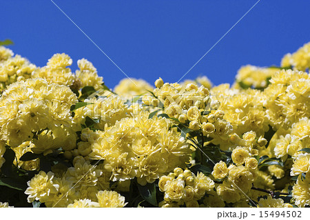 青空に映えるモッコウバラ 青空に映えるモッコウバラ 15494502