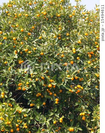 完熟キンカン 15494611
