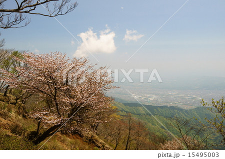 豆桜と関東平野 豆桜と関東平野 15495003